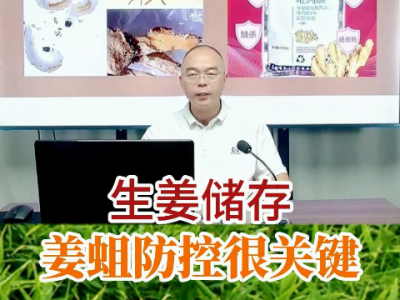 生姜储存姜蛆防控很关键 ()
