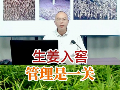 生姜入窖管理是一关 ()