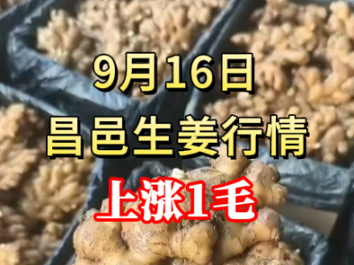 9月16日 昌邑大姜价格行情（上涨1毛） ()