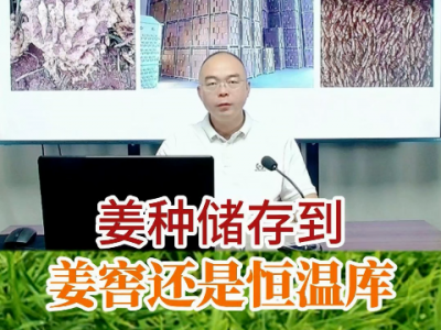 姜种储存到姜窖还是恒温库？ ()