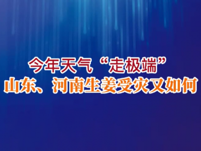 老石说姜：今年天气“走极端”山东、河南生姜受灾又如何？ ()