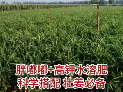 河北姜友施肥、苗情反馈 ()