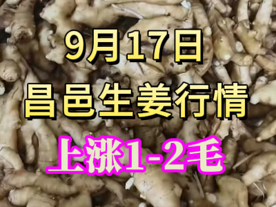 9月17日 昌邑大姜价格行情（上涨1-2毛） ()