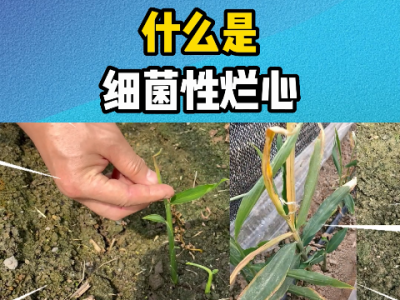 什么细菌性烂心？ ()