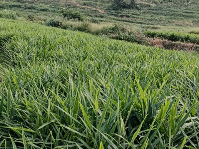 广东韶关姜友生姜苗情反馈 ()