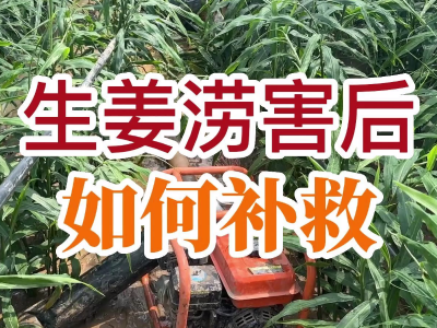 生姜涝害后 如何补救？ ()