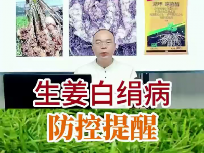 生姜白绢病防控提醒 ()