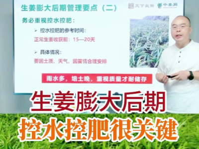 生姜膨大后期控水控肥很关键 ()