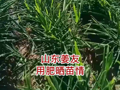 山东姜友用肥、苗情反馈 ()