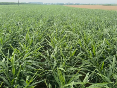 辽宁姜友用肥、苗情反馈 ()