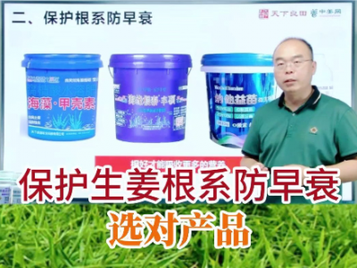 保护生姜根系防早衰选对产品 ()