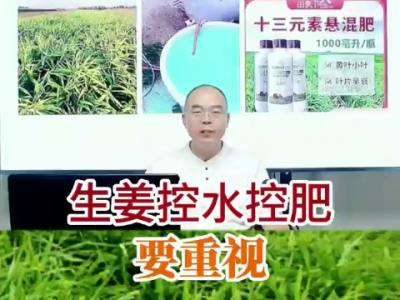 生姜控水控肥要重视 ()