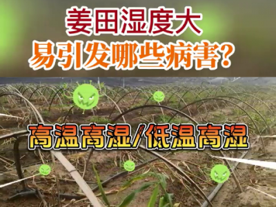 姜田湿度大易引发哪些病害？ ()