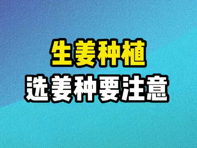 生姜种植选姜种要注意 ()