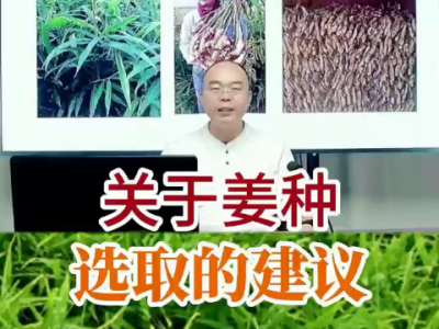 关于姜种选取的建议 ()