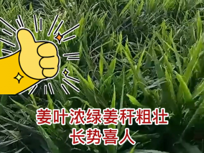 山东姜友用肥反馈来啦！ ()