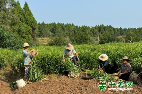 四川梓潼：生姜新鲜上市 农民丰产增收 ()