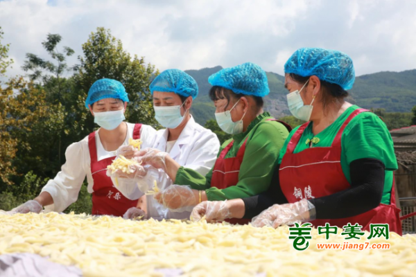 铜陵白姜：喜获丰收 ()