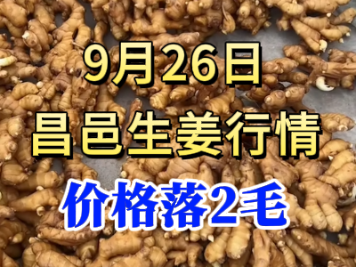 9月26日 昌邑大姜价格行情（价格落2毛） ()