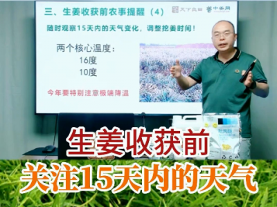 生姜收获前关注15天内的天气 ()