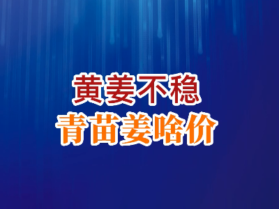 老石说姜：黄姜不稳青苗姜啥价？ ()