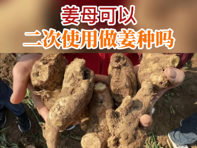 姜母可以二次使用做姜种吗？ ()