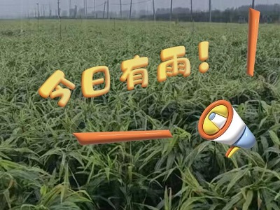 10月18日 安丘黑埠子市场（今日有雨！） ()