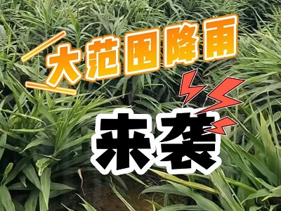 10月18日 生姜价格行情（大范围降雨来袭） ()
