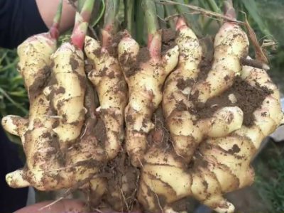 种姜等于开银行 高产加盟中姜网 ()