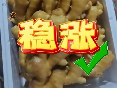 10月23日 生姜价格行情（稳涨） ()