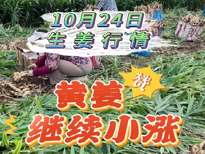 10月24日 生姜价格行情（黄姜继续小涨） ()