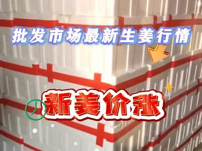 10月25日广州江南批发市场生姜价格行情 ()