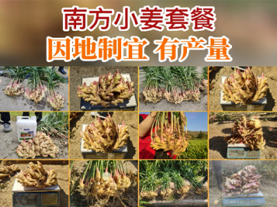 南方小姜套餐因地制宜有产量 ()