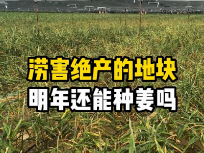 涝害绝产的地块明年还能种姜吗？ ()