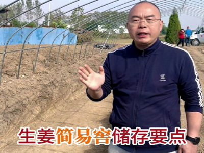 生姜简易姜窖储存要点 ()