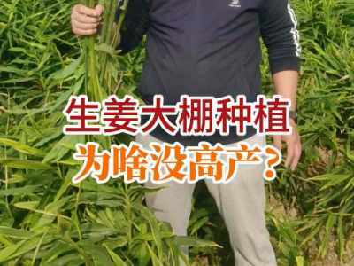 大棚种植生姜为啥没高产？ ()