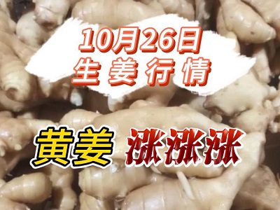 10月26日 生姜价格行情（黄姜涨涨涨） ()