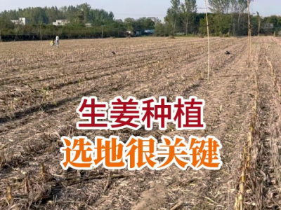 生姜种植选地很关键 ()