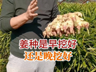 姜种是早挖好还是晚挖好？ ()