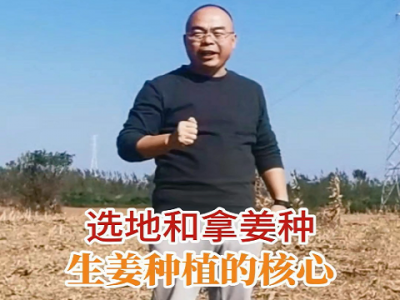 选地和拿姜种--生姜种植的核心 ()