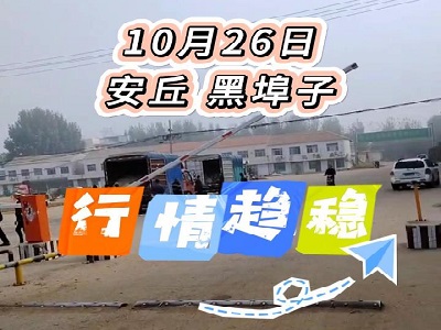 10月26日 安丘黑埠子（行情趋稳） ()
