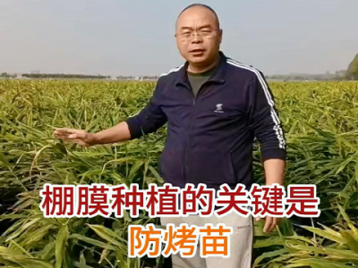 棚膜种植的关键是防烤苗 ()