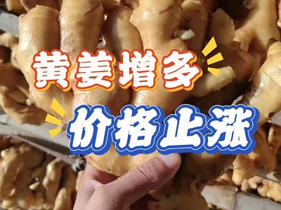 10月28日 生姜价格行情（黄姜增多，价格止涨） ()