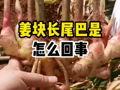 姜块长尾巴是怎么回事？ ()