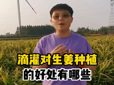 滴灌对生姜种植的好处有哪些？ ()