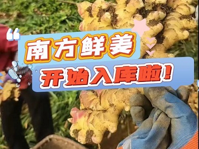 10月29日 生姜价格行情（南方鲜姜开始入库啦） ()