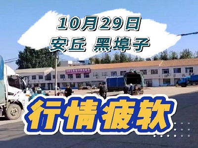 10月29日 安丘黑埠子（行情疲软） ()