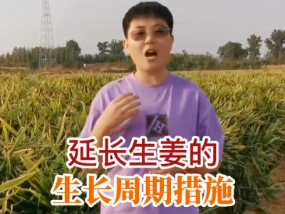 延长生姜生长周期的措施 ()