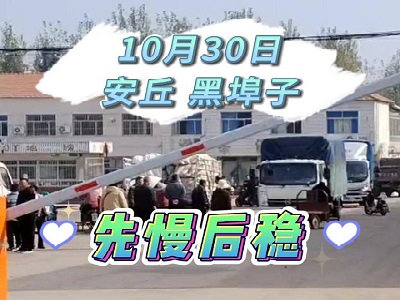 10月30日 安丘黑埠子（先慢后稳） ()