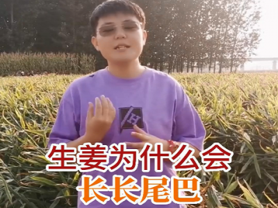 生姜为什么会长尾巴？ ()